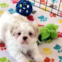 Holly, a female Shih Tzu for sale in Tucson, AZ – Photo 10 of 10