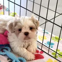 Holly, a female Shih Tzu for sale in Tucson, AZ – Photo 7 of 10