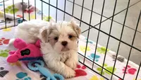 Holly, a female Shih Tzu for sale in Tucson, AZ – Photo 7 of 10