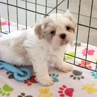 Holly, a female Shih Tzu for sale in Tucson, AZ – Photo 8 of 10