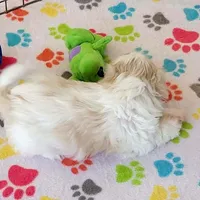 Holly, a female Shih Tzu for sale in Tucson, AZ – Photo 9 of 10