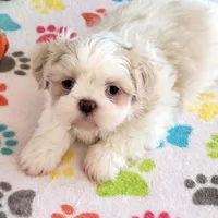 Holly, a female Shih Tzu for sale in Tucson, AZ – Photo 3 of 10