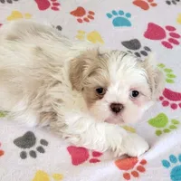 Holly, a female Shih Tzu for sale in Tucson, AZ – Photo 2 of 10