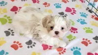 Holly, a female Shih Tzu for sale in Tucson, AZ – Photo 2 of 10