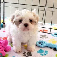 Holly, a female Shih Tzu for sale in Tucson, AZ – Photo 1 of 10