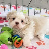 Holly, a female Shih Tzu for sale in Tucson, AZ – Photo 6 of 10