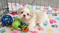 Holly, a female Shih Tzu for sale in Tucson, AZ – Photo 6 of 10