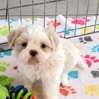 Holly, a female Shih Tzu for sale in Tucson, AZ – Photo 4 of 10