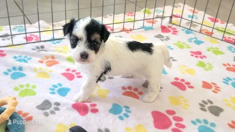 Amber – Havanese puppy for sale in Tucson, AZ