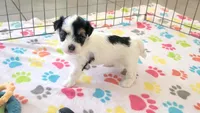 Amber, a female Havanese for sale in Tucson, AZ – 1 of 10
