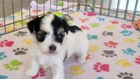 Amber, a female Havanese for sale in Tucson, AZ – 2 of 10
