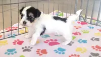 Amber, a female Havanese for sale in Tucson, AZ – 4 of 10