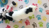 Amber, a female Havanese for sale in Tucson, AZ – 8 of 10
