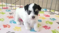 Amber, a female Havanese for sale in Tucson, AZ – 7 of 10