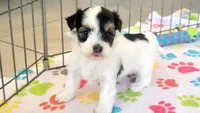 Amber, a female Havanese for sale in Tucson, AZ – 5 of 10