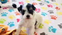 Amber, a female Havanese for sale in Tucson, AZ – 9 of 10
