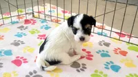 Amber, a female Havanese for sale in Tucson, AZ – 10 of 10