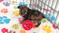 Marshall, a male Yorkshire Terrier and Poodle - Toy  for sale in Tucson, AZ – 4 of 10