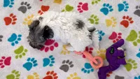 Hunter, a male Havapoo for sale in Tucson, AZ – 3 of 10