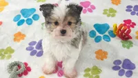 Duke, a male Maltese and Papillon for sale in Tucson, AZ – 5 of 10