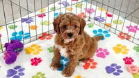 George, a male Cavapoo and Poodle - Toy  for sale in Tucson, AZ – 8 of 10