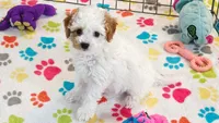 Gracie, a female Cavapoo and Poodle - Toy  for sale in Tucson, AZ – 1 of 10