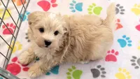 Albert, a male Havanese for sale in Tucson, AZ – 9 of 10