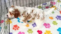 Buck, a male Cavapoo and Poodle - Toy  for sale in Tucson, AZ – 7 of 10