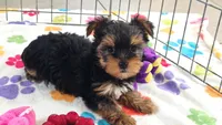 Luke, a male Yorkshire Terrier for sale in Tucson, AZ – 9 of 10