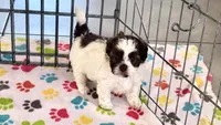 Ella, a female Shih Tzu and Poodle - Toy  for sale in Tucson, AZ – 2 of 10