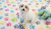 Annie, a female Cavapoo and Poodle - Toy  for sale in Tucson, AZ – 9 of 10