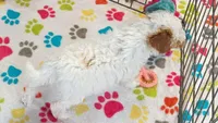 Gracie, a female Cavapoo and Poodle - Toy  for sale in Tucson, AZ – 2 of 10