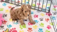 Chester, a male Cavapoo and Poodle - Toy  for sale in Tucson, AZ – 9 of 10