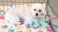 Tyson, a male Maltipoo for sale in Tucson, AZ – 7 of 10