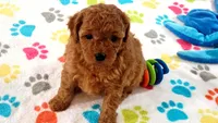 Amber, a female Cavapoo and Poodle - Miniature  for sale in Tucson, AZ – 5 of 10
