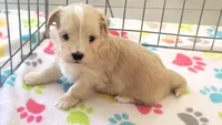 Albert, a male Havanese for sale in Tucson, AZ – 1 of 10