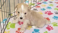 Albert, a male Havanese for sale in Tucson, AZ – 5 of 10