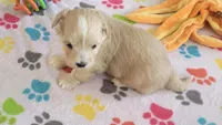 Albert, a male Havanese for sale in Tucson, AZ – 10 of 10