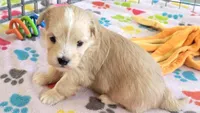 Albert, a male Havanese for sale in Tucson, AZ – 4 of 10
