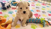 Albert, a male Havanese for sale in Tucson, AZ – 7 of 10