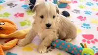 Albert, a male Havanese for sale in Tucson, AZ – 9 of 10