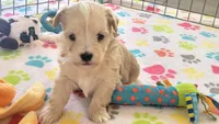Albert, a male Havanese for sale in Tucson, AZ – 6 of 10