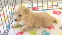 Albert, a male Havanese for sale in Tucson, AZ – 8 of 10