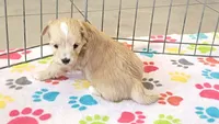 Albert, a male Havanese for sale in Tucson, AZ – 2 of 10