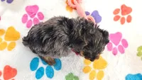 Rocky, a male Yorkshire Terrier and Poodle - Toy  for sale in Tucson, AZ – 10 of 10