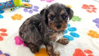 Rocky, a male Yorkshire Terrier and Poodle - Toy  for sale in Tucson, AZ – 4 of 10