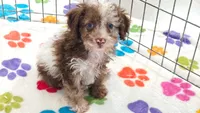 Leo, a male Cockapoo and Poodle - Toy  for sale in Tucson, AZ – 6 of 8