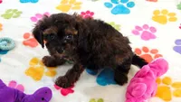 Rudy, a male Cavapoo and Poodle - Toy  for sale in Tucson, AZ – 7 of 9