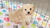 Albert, a male Havanese for sale in Tucson, AZ – 10 of 10