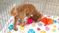 Otis, a male Cavapoo and Poodle - Miniature  for sale in Tucson, AZ – 9 of 10